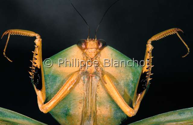 Choeradodis rhombicollis.JPG - in "Portraits d'insectes" ed. SeuilChoeradodis rhombicollisMante à capuchonHooded praying mantisDictyopteraMantidaeColombie